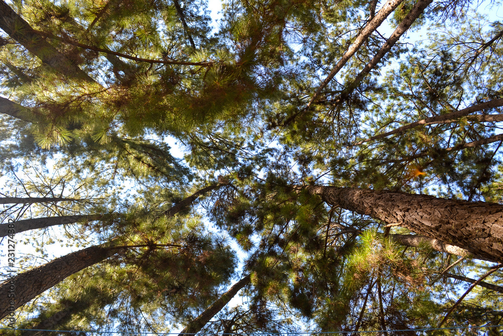 Fototapeta premium yellow tree in autumn