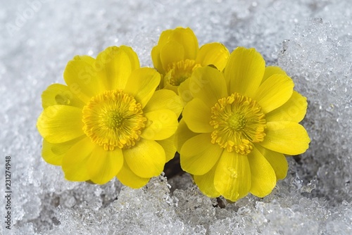 Adonis amurensis.  Beauty and joy of the far Eastern spring. Bolshekhekhtsirsky Nature Reserve. Khabarovsk region, Russia. 