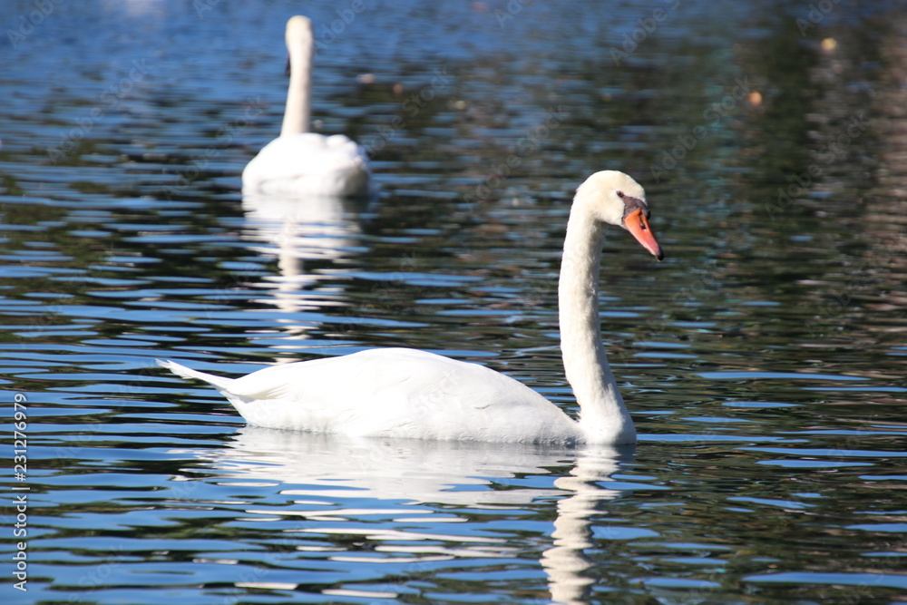 Obraz premium Swan birds swimming on blue reflecting water lake.