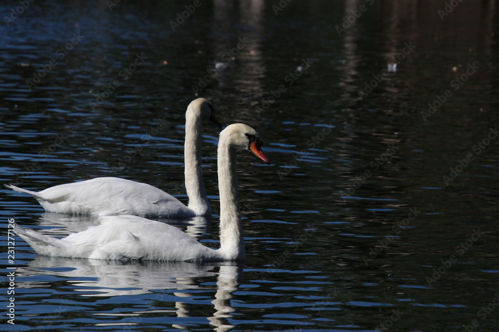 Swan birds swimming on blue reflecting water lake. Swan birds swimming on blue reflecting water lake.