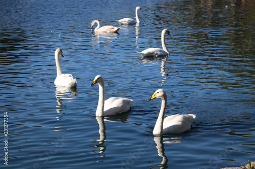 Swan birds swimming on blue reflecting water lake.