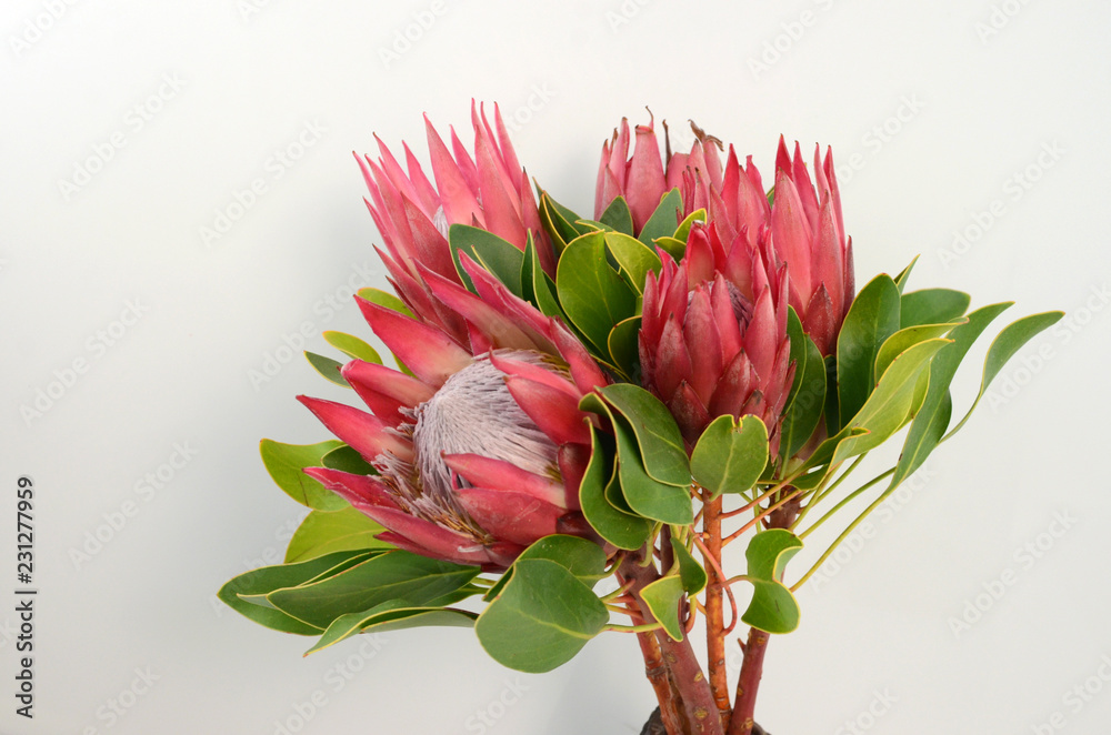 Red king protea plant on white background Red king protea plant on white background