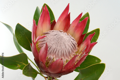 Red king protea plant on white background