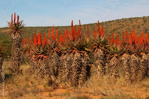 A colourful stand of flowering Aloe ferox in winter.