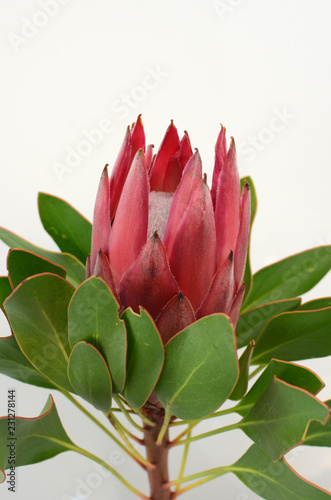 Red king protea plant on white background © Aris