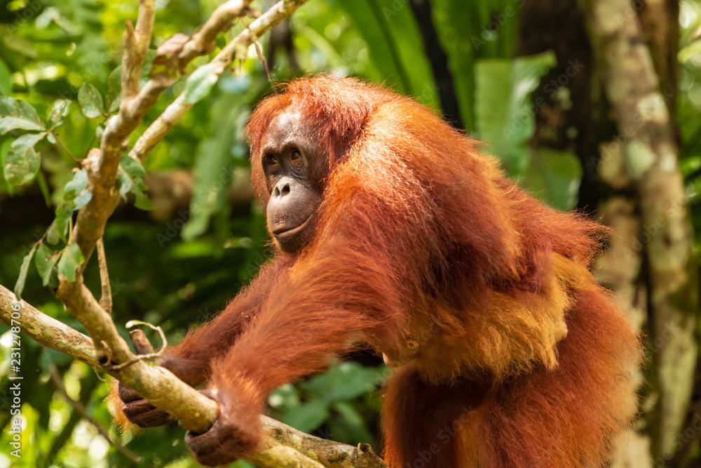Mother and baby wild Orangutans in the rainforest of Borneo