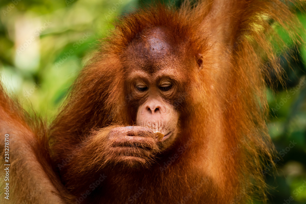 Juvenile Orangutan eating on Western Sarawak, Borneo Juvenile Orangutan eating on Western Sarawak, Borneo