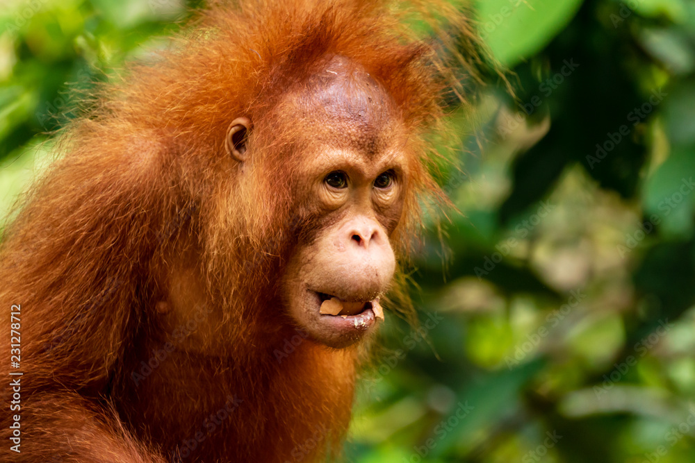 Obraz premium Juvenile Orangutan eating on Western Sarawak, Borneo