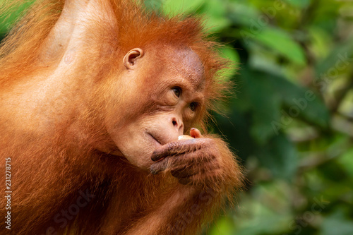 Juvenile Orangutan eating on Western Sarawak, Borneo