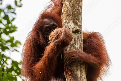 Female Orangutan with baby feeding on a coconut at a reserve in western Sarawak, Borneo photo