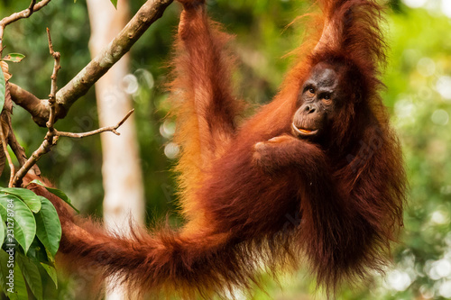 Fotografie Juvenile Orangutan at Semenggoh in Sarawak, Malaysian Borneo
