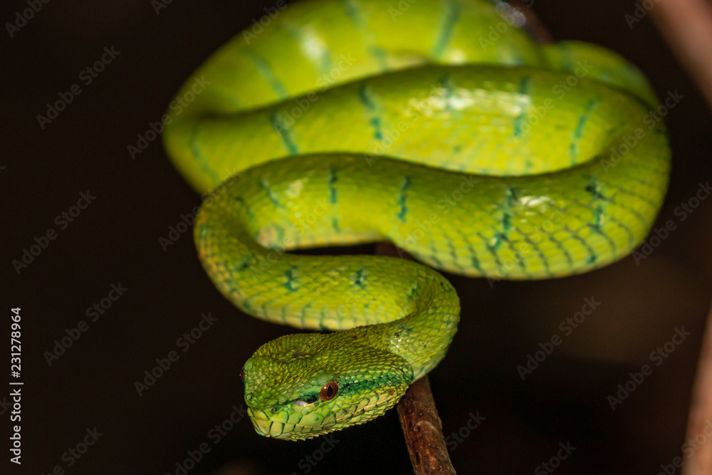 Fototapeta premium Beautiful but deadly Borneo Pit Viper in a jungle tree at night