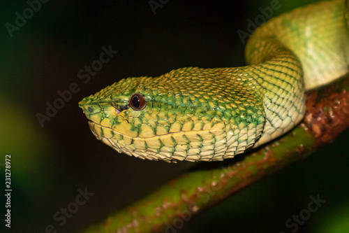Beautiful but deadly Borneo Pit Viper in a jungle tree at night