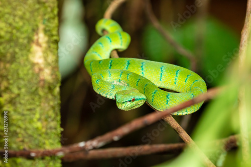 Beautiful but deadly Borneo Pit Viper in a jungle tree at night