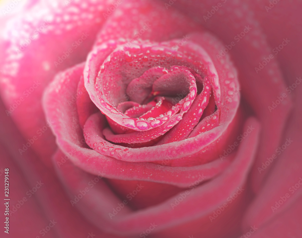 Macro view of beautiful red rose blossom with dewdrop in morning time
