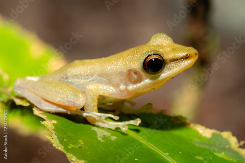 A tiny and cute Tree Frog on a small leaf and foliage in the tropical rainforest of Borneo at night