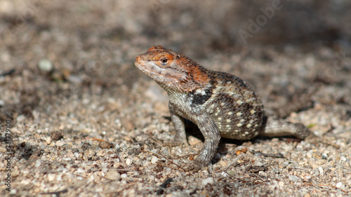 Close up of a wild adult female Desert Spiny Lizard, Sceloporus magister found in natural Sonoran desert habitat. Pima County, Arizona.