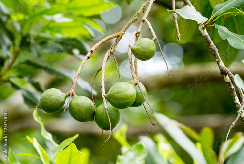 Group of macadamia nuts hanging on its tree in the plantation photo