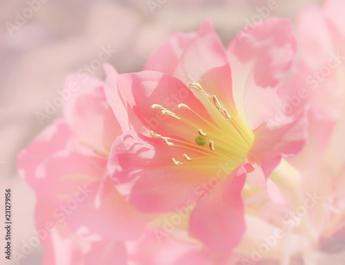Fototapeta Naklejka Na Ścianę i Meble -  Macro shot of bright pink Rhododendron flower blossom in spring time (Ericaceae)