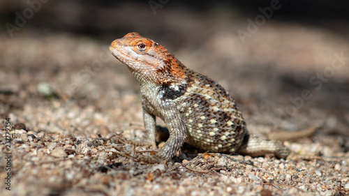 Close up of a wild adult female Desert Spiny Lizard  Sceloporus magister found in natural Sonoran desert habitat. Pima County  Arizona.