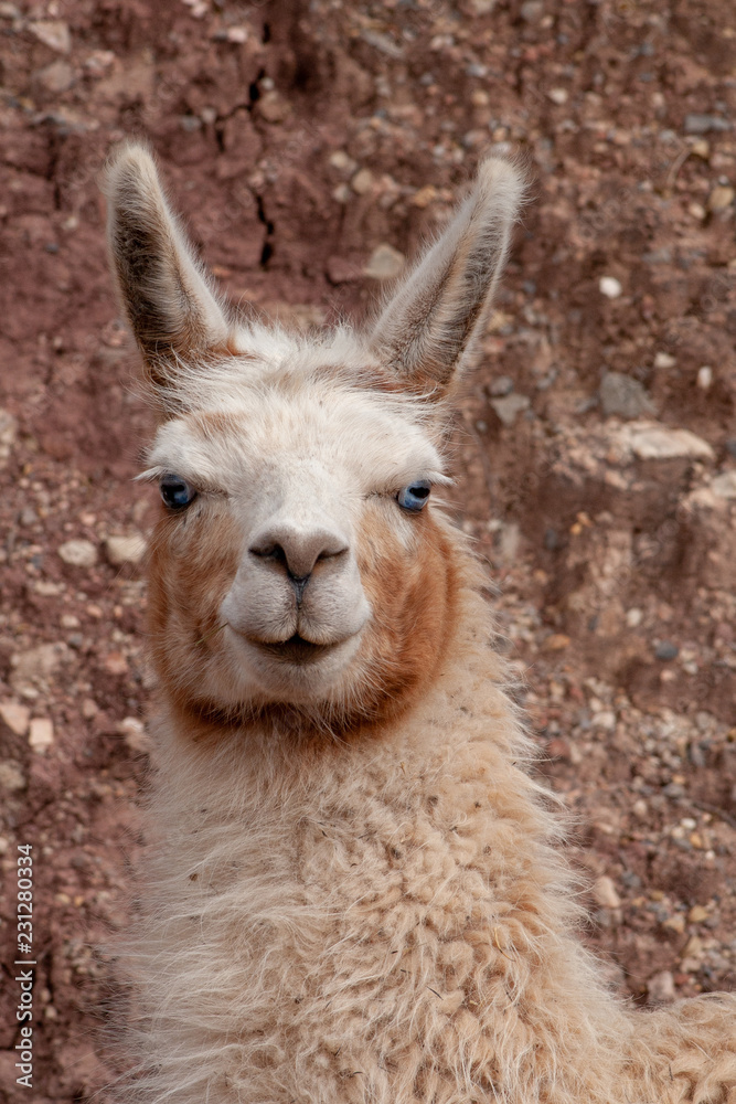 Llama with blue eyes portrait, Peru, South America