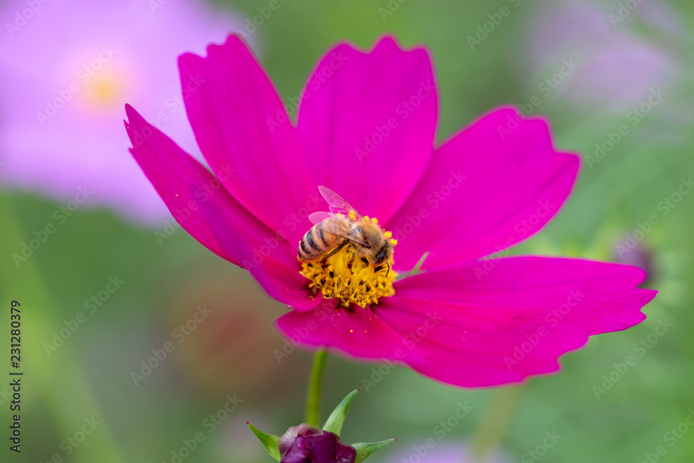 Cosmos Flower / Furusato Plaza in Sakura City, Chiba Prefecture, Japan Cosmos Flower / Furusato Plaza in Sakura City, Chiba Prefecture, Japan