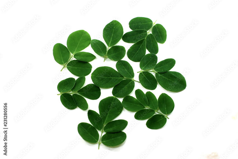 Obraz premium Moringa leaves isolated on white background
