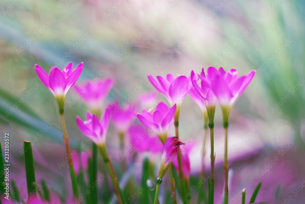 Rain lily (Zephyranthes) flower Rain lily (Zephyranthes) flower