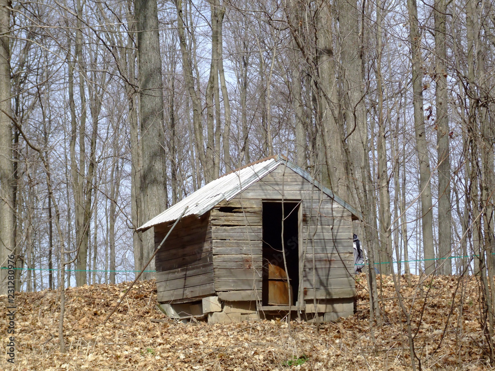 old wooden house in the forest