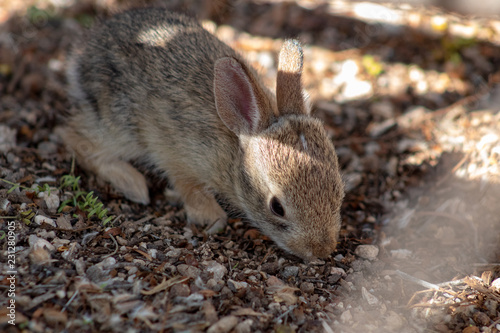 A cute wild baby Cottontail Bunny Rabbit in natural Sonoran Desert habitat.  photo