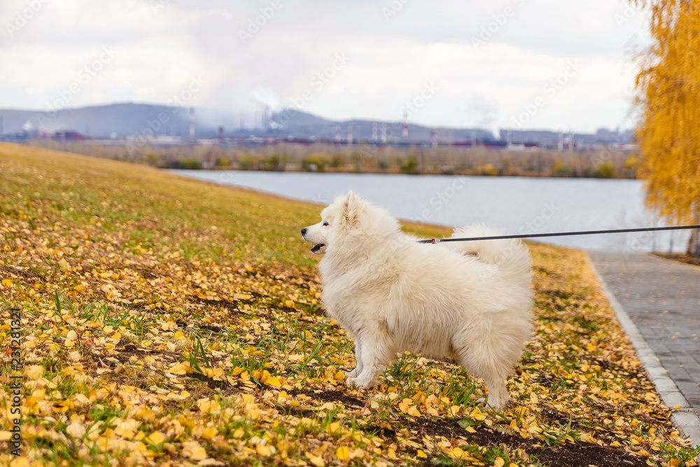 beautiful white dog breed Samoyed on a leash in autumn beautiful white dog breed Samoyed on a leash in autumn