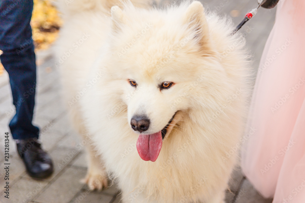 white dog breed Samoyed