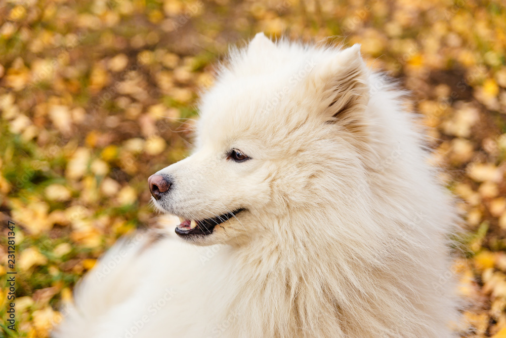 beautiful white dog breeds Samoyed in the fall beautiful white dog breeds Samoyed in the fall