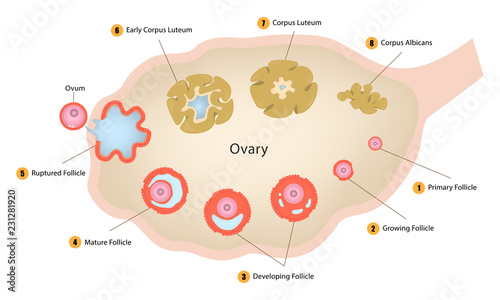 Ovarian cycle photo