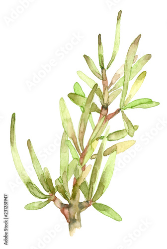 succulent in watercolor