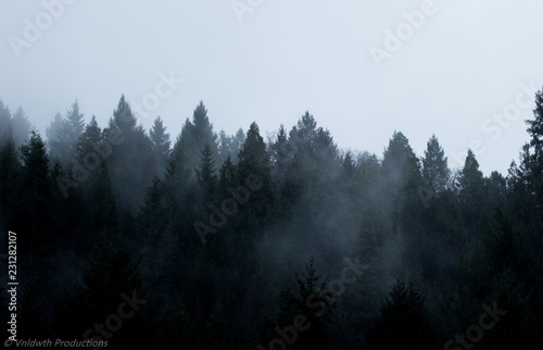 Foggy Forest Mystery © Jacob