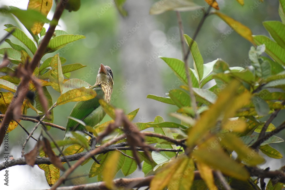 Fototapeta premium bird on branch