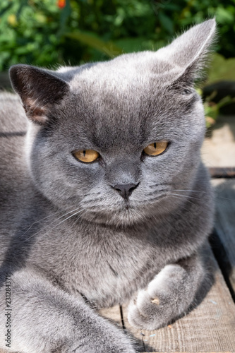 Portrait of a large gray domestic cat.