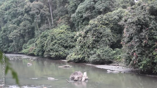 Thick and dense rainforest of Danum Valley in Borneo photo