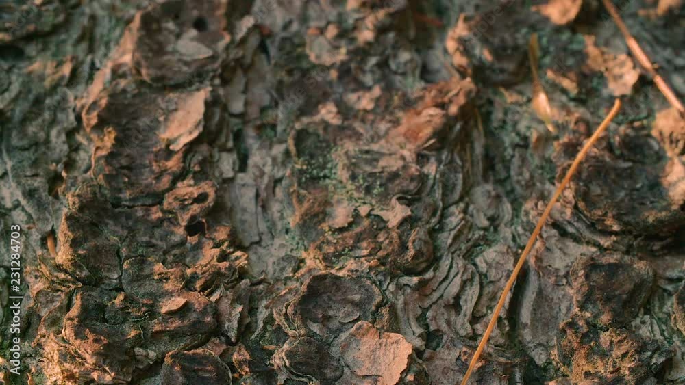 Light through a tree canopy casts light & shadow patterns on macro bark / wood Light through a tree canopy casts light & shadow patterns on macro bark / wood