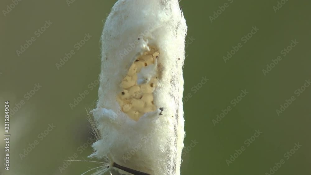 Insect eggs in a cocoon of cobwebs on dry stalk of grass reeling in
