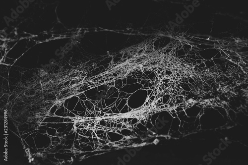 Cobweb or spider web in the dark