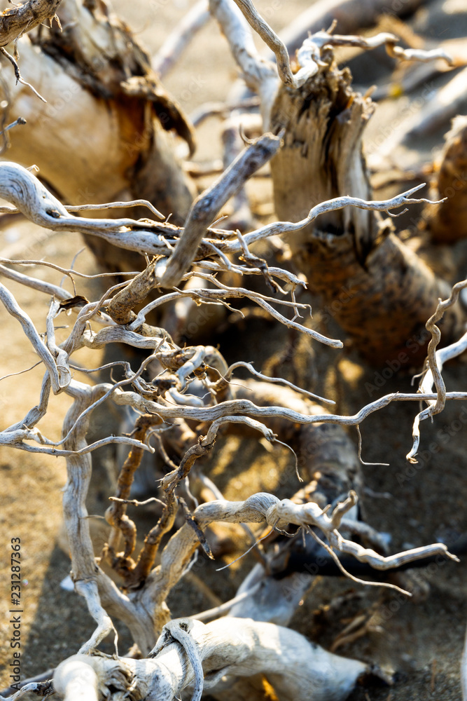 White dead Tree on the beach White dead Tree on the beach