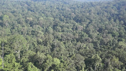 Thick and dense rainforest of Danum Valley in Borneo photo