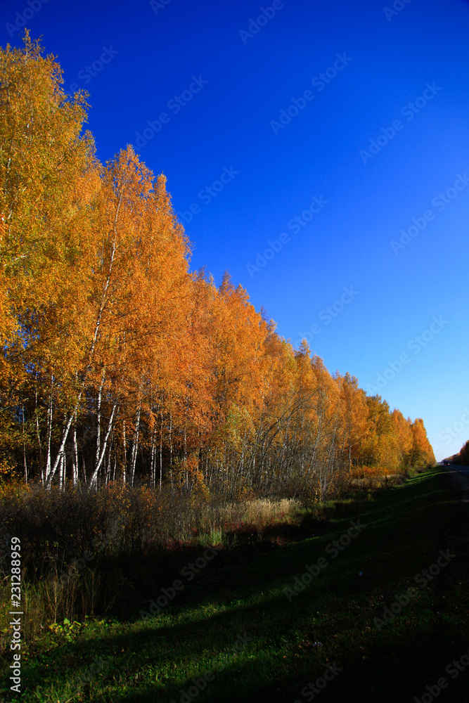 Golden autumn in central Russia. Picturesque trees lit by sunshine - sunny landscape in bright sunlight. Scene with colorful trees in sunny evening