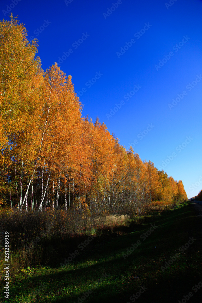 Golden autumn in central Russia. Picturesque trees lit by sunshine - sunny landscape in bright sunlight. Scene with colorful trees in sunny evening Golden autumn in central Russia. Picturesque trees lit by sunshine - sunny landscape in bright sunlight. Scene with colorful trees in sunny evening