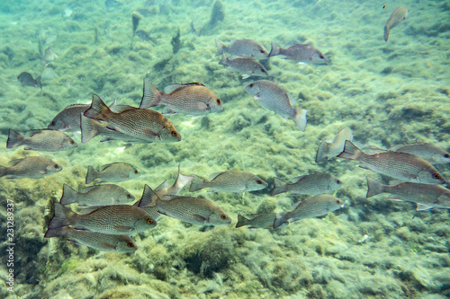 Small to medium sized Mangrove Snapper (Lutjanus griseus) school together near a freshwater spring in Florida's Crystal River. Mangrove Snapper, by some accounts, are fun to catch and good to eat.