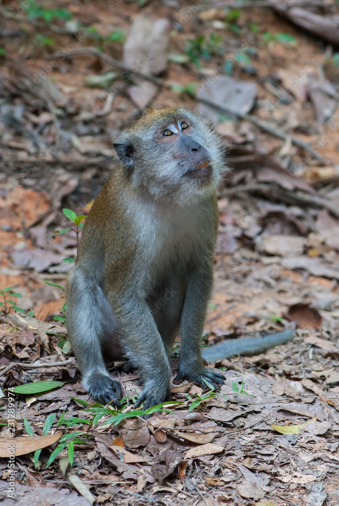 Long Tail Macaque