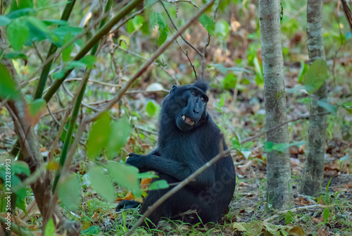 Celebes Black Crested Macaque