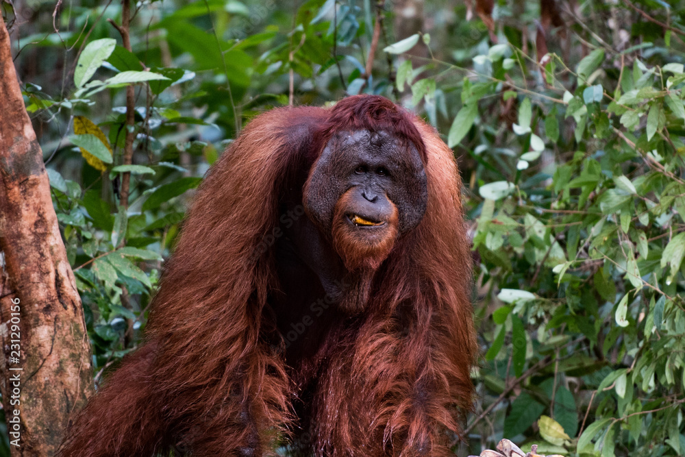 Fototapeta premium Borneo Orangutan Male